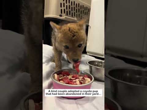 Coyote's Love #animals #wildliferescue #lovestory #cute #pets #rescue #wildlife #love #coyote