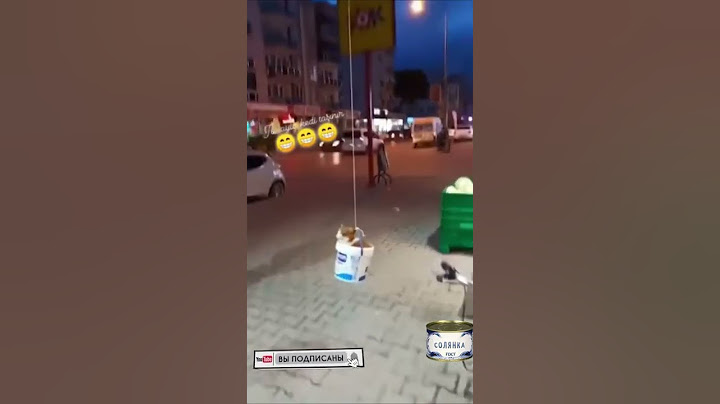 хозяин кота явно слишком ленив , кот на лифте the owner of the cat is clearly too lazy