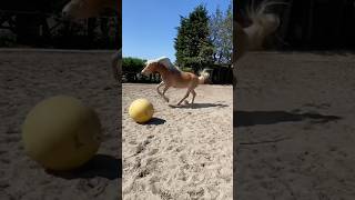 Eindelijk Weer Voetballen Opzoek Naar Echte ? Kijk Dan Bij Imker- En Tuinderij Mellifera