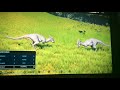 Those are triceratops