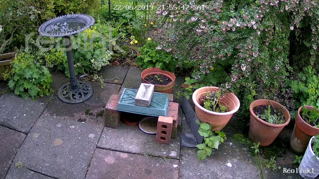 Laurie Mansfield Live Stream