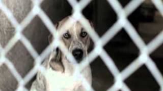 Emancipet Video