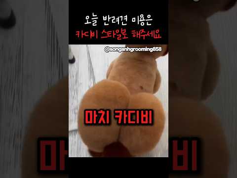 반려견 미용이 심상치 않다 thumbnail