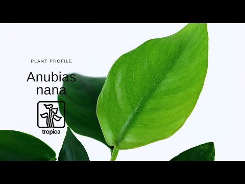 Video: Schattenliebender Anubias Barter