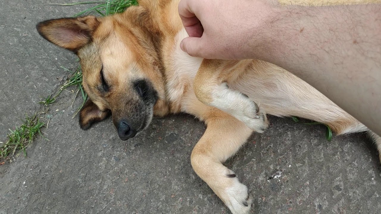 Рыжик | Спят усталые игрушки книжки спят - YouTube