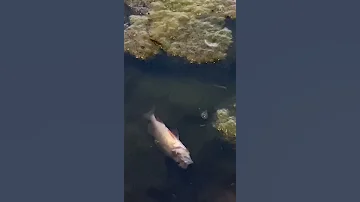 Ужасы Озера Кабан