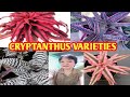 Cryptanthus varieties margie pulido vlogs