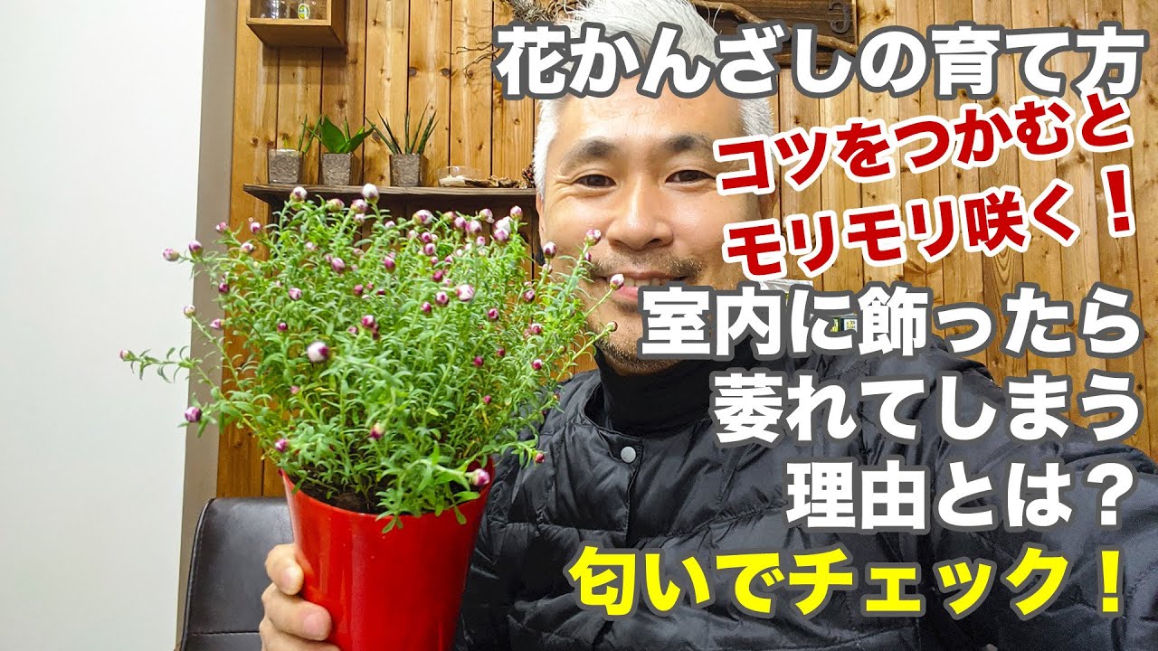 花かんざしの育て方 植え方 花壇での利用 実は寒さに強いんです Youtube