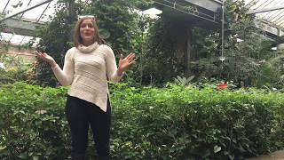 The Cambridge Butterfly Conservatory