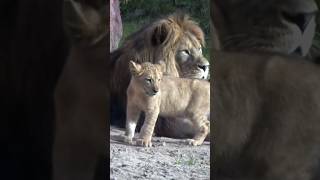 Tiny cubs - Love daddy😍! #shorts#baby#lion Resimi