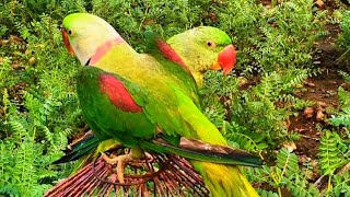 Baby parrot moments| Baby parrot sound | Netural parrot voice |#usavidio#usatalkparrot