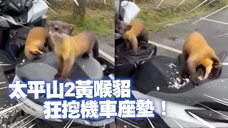 太平山2黃喉貂挖破機車座墊　民眾揮登山杖驅趕才離開！｜野生動物｜社會｜宜蘭