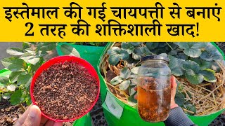 इस्तेमाल की गई चायपत्ती से बनाएं 2 तरह की शक्तिशाली खाद! Tea Leaves Fertilizer For Plants In Hindi