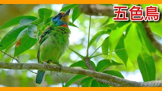 不可思議的台灣特有啄木鳥？繽紛的「五色鳥」，叫聲卻出賣了她 ... 