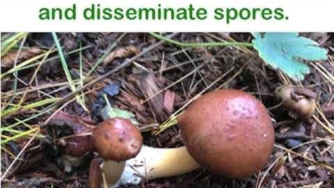 Animation & Drawing by Do Ink App Used in Science for Learning