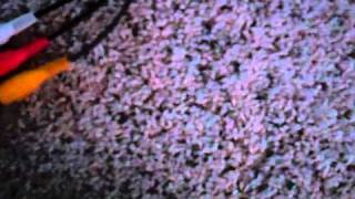 How to set up a dazzle HD to a ps3 via splitters