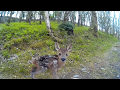 Baby Deer Encounter on Run