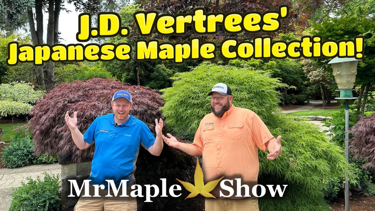 Exploring the Legendary JD Vertrees Garden: A Walk Through Japanese Maple History! Author 