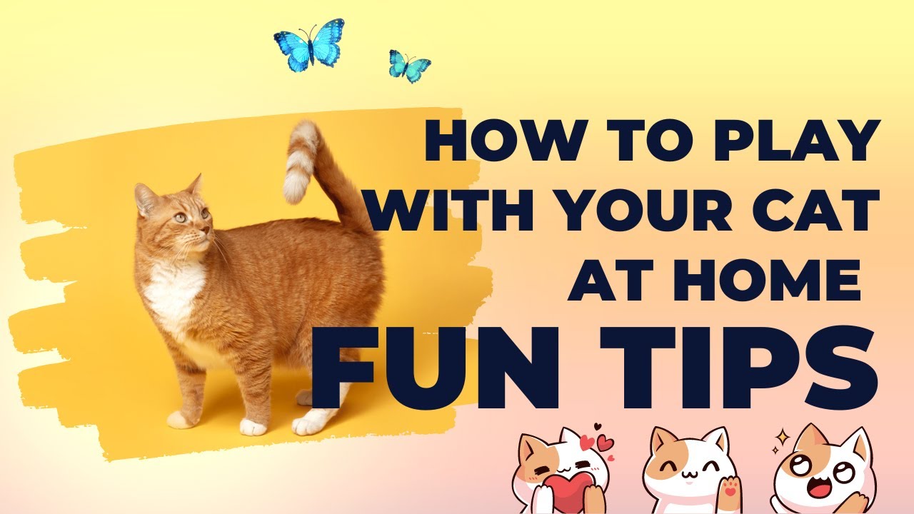 Teaching My Cat to Play at Home  Fun Training Session with My CAT!