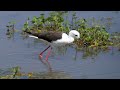 Black-winged Stilt in Kenya