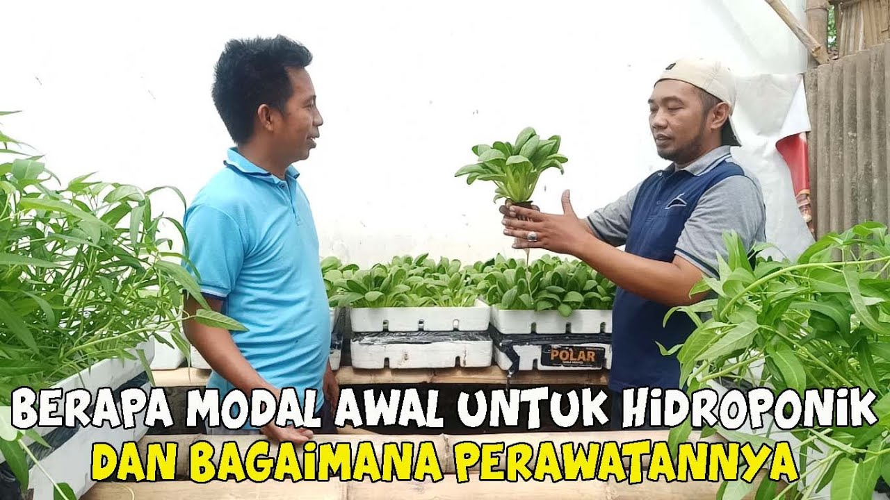 Cara Budidaya Hidroponik Sederhana 