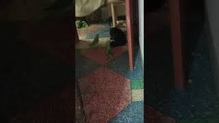 #Funny Fabio vs Parrot Round 1: Food fight #Parrot CAT Fight for food