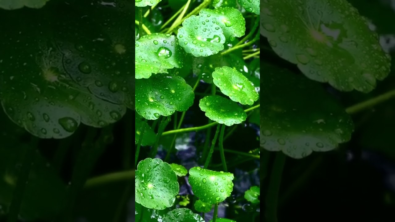 Beautiful peace nature full screen whatsapp status 