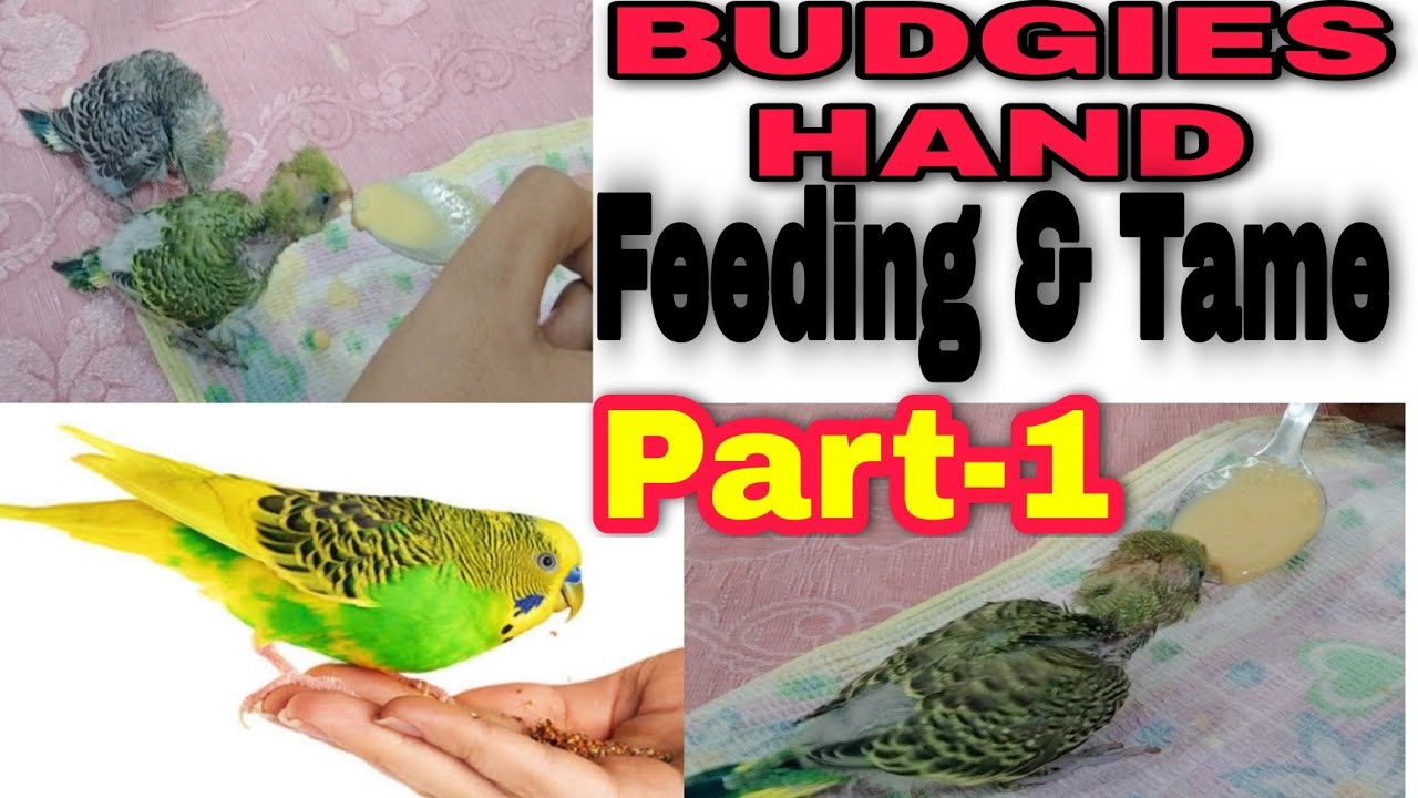 Baby Budgies ko Feeding Kaise Kare Budgies ko Hand Tame Kaise Kare