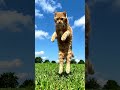 Cat dance #shortsfeed #cat #shortvideo #shortsviral #cutecat #viralshorts #shorts