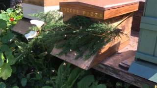 Moving a hive less than 3 miles