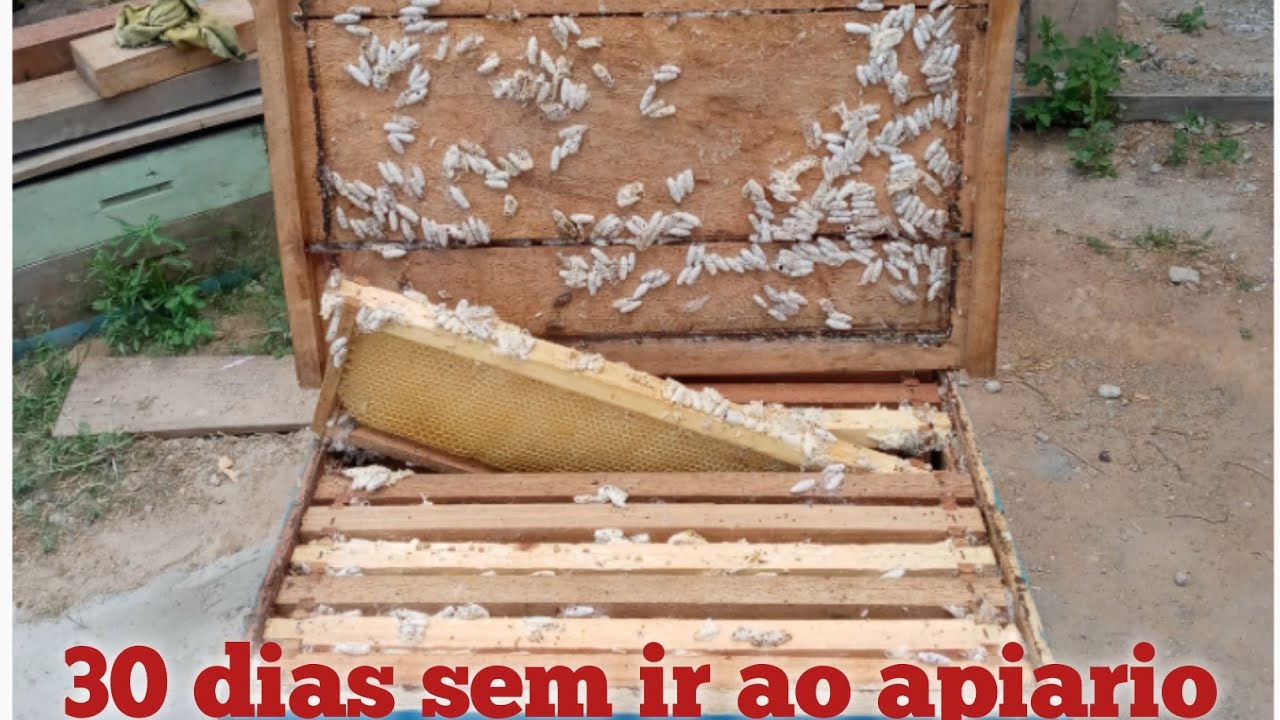 Colmeia com traça olha como ficou.