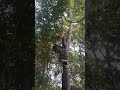 Climbing on the agarwood tree search the insect-bitten oud #oud #agarwood #kynam #عود #agarwoodoil