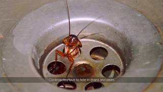 Pesticide Foaming Solution | Rentokil Pest Control Malaysia