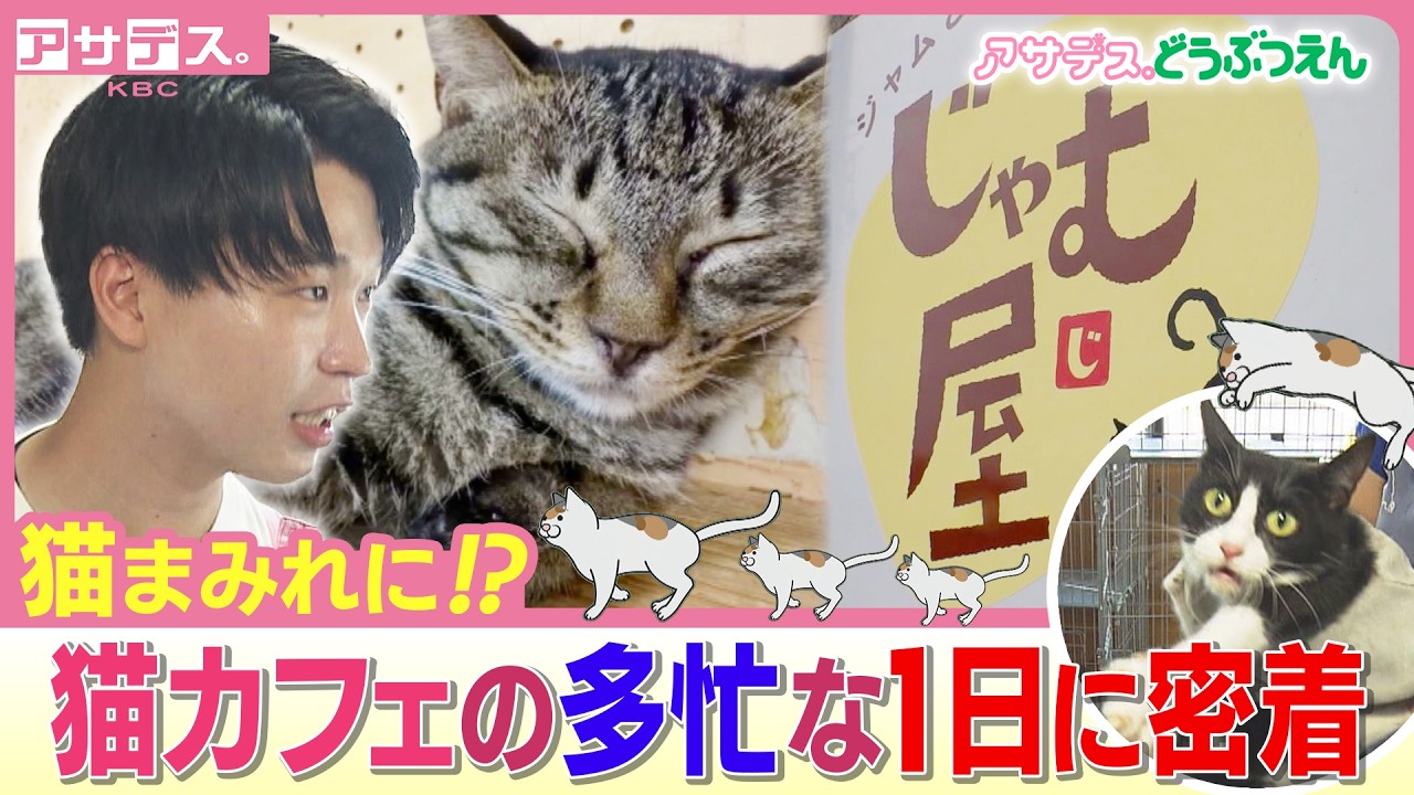 Hara-Ken goes all out to help at a cat cafe that has 