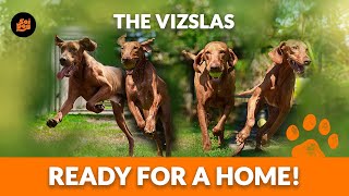 Introducing The Vizslas!