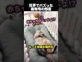飼い主さんと寝られなくなった愛猫に作ってあげたもの!