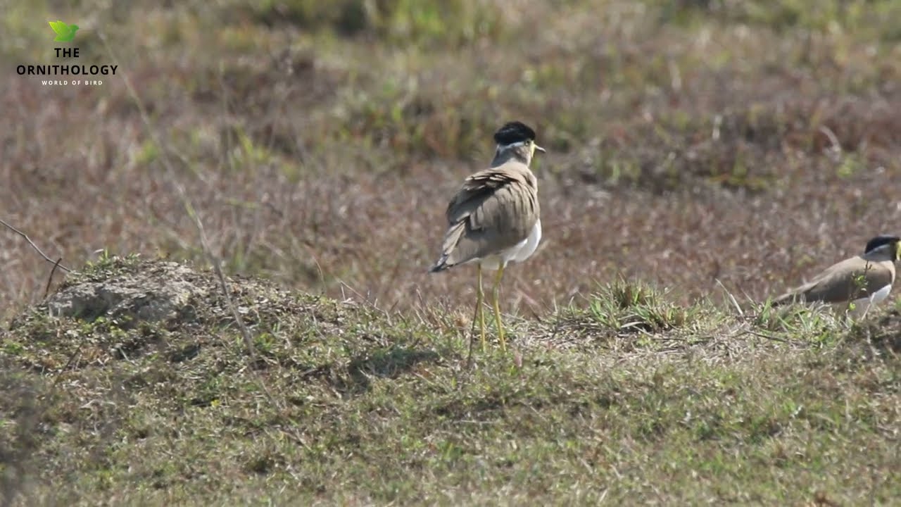 Yellow-wattled lapwing | Vanellus malabaricus