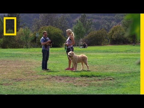 Finding Love at the Dog Park | Hacking the System