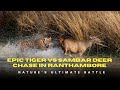 Epic Tiger Vs Sambar Deer Chase In Ranthambore Nature S Ultimate Battle Epic Tiger Vs Sambar Deer Chase In Ranthambore Nature S Ultimate Battle