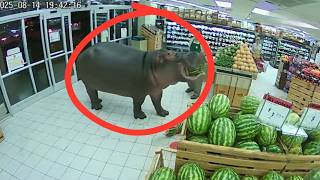 Animals Busted Shoplifting on CCTV – Real Footage 😭🤣