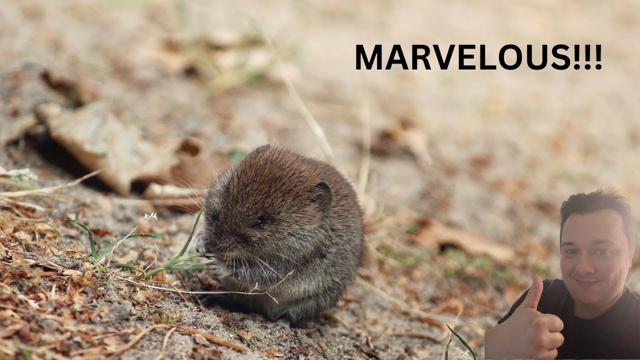 Marvelous Meadow Mice
