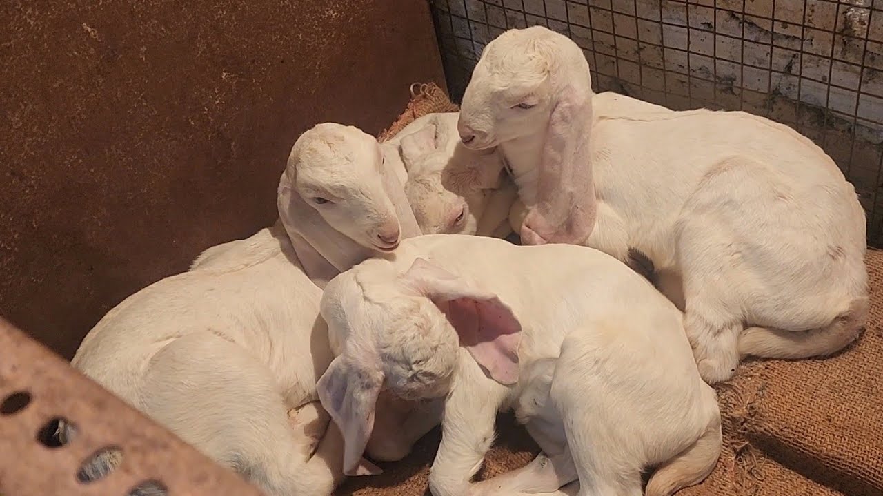 Indonesia Ke Customer Aarahe Hai Nizam Ka Dera Pe | Homebreed Of Nizam Dera.