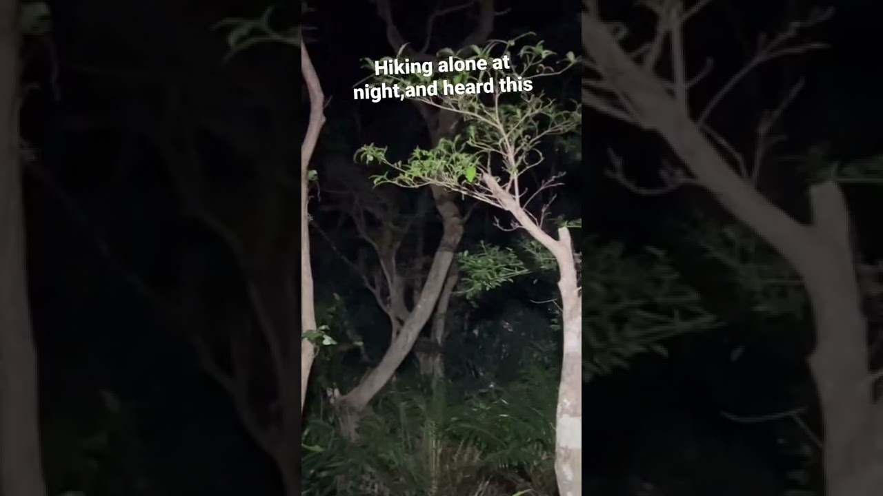 Hiking alone at night,and heard this,wtf