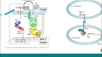 Target to Phenotype: Tools to Accelerate Your Immuno-Oncology Drug Pipeline