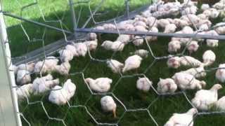 go chicken coop winnabow nc 10