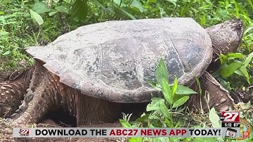 Watch: Snapping turtle lays eggs along Susquehanna River