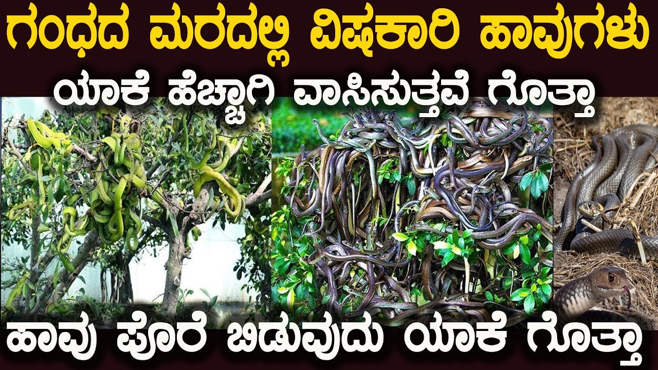 ಹಾವುಗಳು ಗಂಧದ ಮರದಲ್ಲಿ ಯಾಕೆ ಹೆಚ್ಚಾಗಿ ವಾಸಿಸುತ್ತವೆ ಗೊತ್ತಾ Snake On Sandalwood Tree 