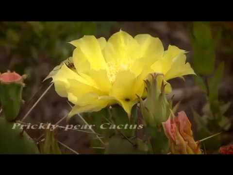 unique-landscapes-using-florida-native-plants:-wildlife-matters-(full-1/2-hr-tv-pgm)