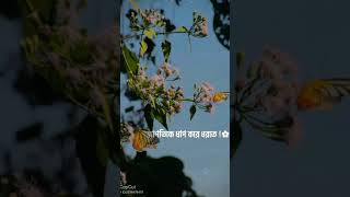 #shortvideo #study #shorts #Alordisa-lw2