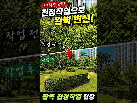 관목 전정 전후 차이 실화?